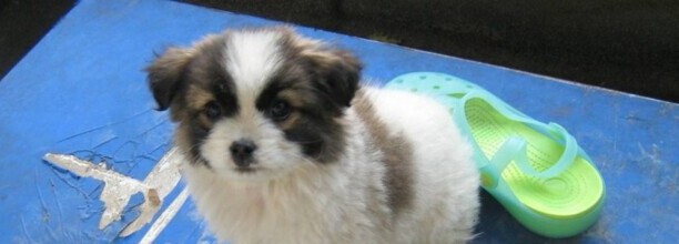 怎样训练蝴蝶犬 怎样训练蝴蝶犬
