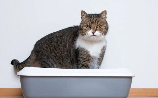 请问猫便便可以做花肥么,猫粪做肥料的危害