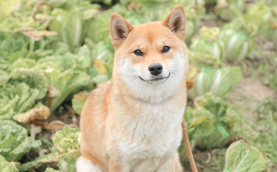 柴犬聪明排第几位,柴犬聪明吗