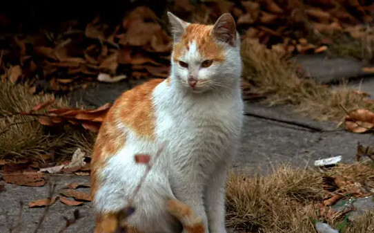 猫能吃梨子吗-猫咪能吃牛油果吗