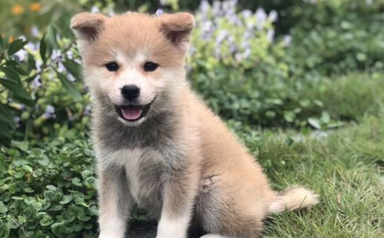 为什么不建议养柴犬-主人把柴犬打怕了怎么办