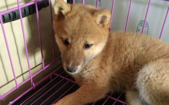 一个多月的柴犬能不能啃骨头-柴犬几个月开始补钙 一个多月的柴犬能不能啃骨头-柴犬几个月开始补钙