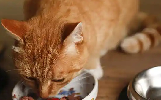猫咪总是吐是怎么回事,猫咪呕吐是什么原因