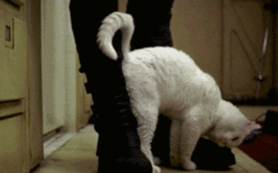 猫咪摇尾巴表示什么,猫咪一直摇尾巴是什么意思