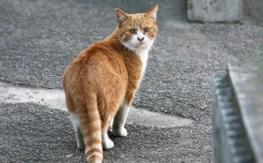 2个多月的野猫能变成家猫吗,2个多月的野猫会成家猫吗
