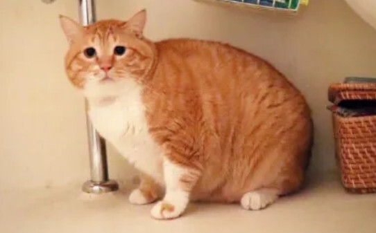 为什么公猫早上躲着我晚上就要摸呢-猫睡觉知道谁摸它吗