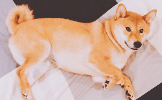 柴犬的爪子是白色的吗-柴犬白手套为什么不好 柴犬的爪子是白色的吗-柴犬白手套为什么不好