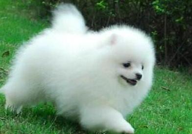 博美犬呕吐咋办,狗狗吹空调呕吐怎么办
