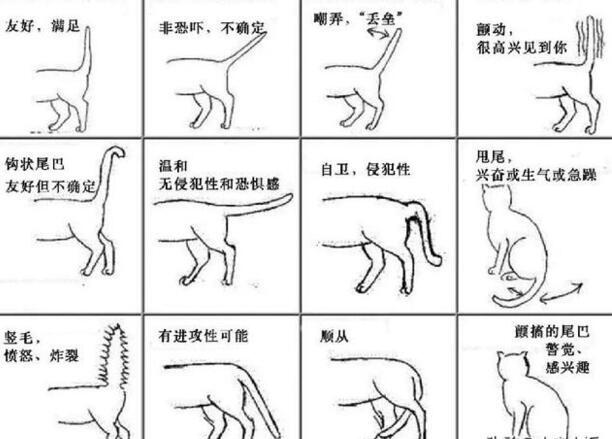 猫咪摇尾巴表示什么,猫咪一直摇尾巴是什么意思