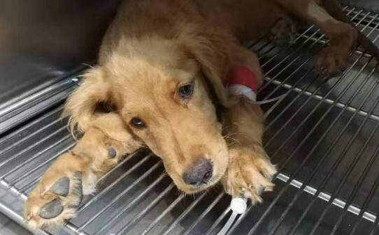 狗狗细小怎么快速治疗,犬细小病毒的治疗方法