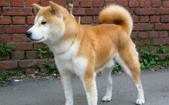 柴犬优缺点,柴犬属于攻击性强的狗吗