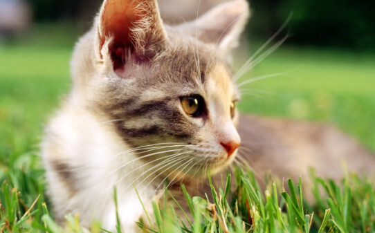 猫咪可以吃虾壳吗,猫能不能吃虾壳