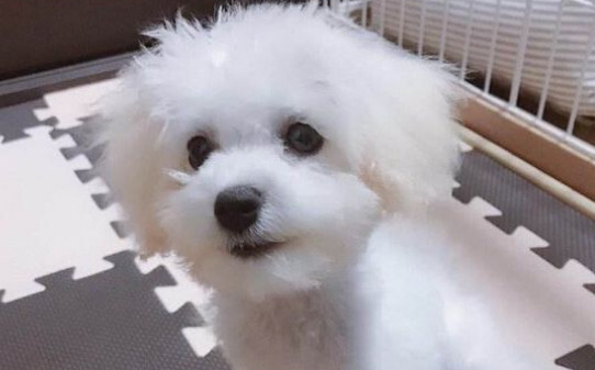 犬瘟20天了能熬过去吗-早中晚期狗瘟的治疗方法