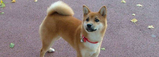 一个月的柴犬如何挑选-去犬舍买柴犬怎么挑