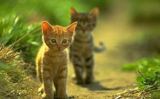 怎么不让猫咪钻床底下,猫喜欢钻床底需要制止吗