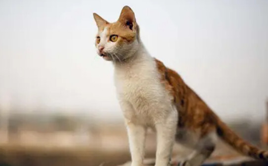 猫咪可以吃虾壳吗,猫能不能吃虾壳