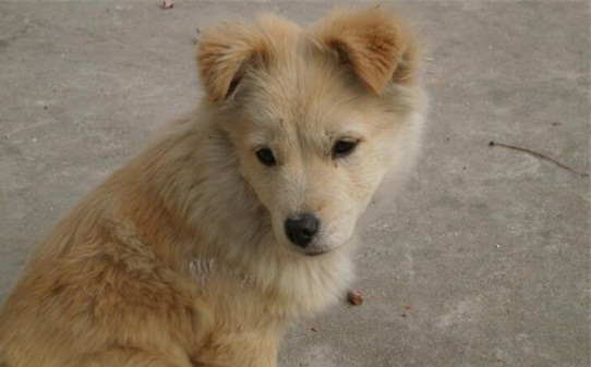 40天的幼犬如何训练-土狗怎么训练才听话 40天的幼犬如何训练-土狗怎么训练才听话