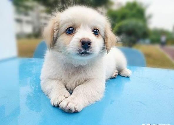 狗狗老是喘怎么回事,狗狗像一抽一抽喘不上气