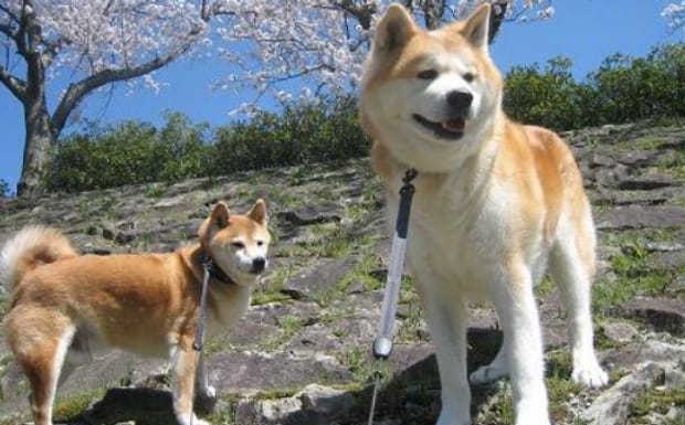 秋田犬的优点以及缺点,秋田犬怎么训练不乱吃东西 秋田犬的优点以及缺点,秋田犬怎么训练不乱吃东西