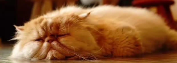 院子里养猫如何过冬-冬天屋里冷怎么养猫