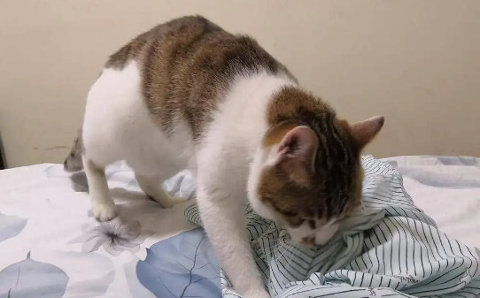为什么我家的猫从来不会踩奶 为什么我家的猫从来不会踩奶