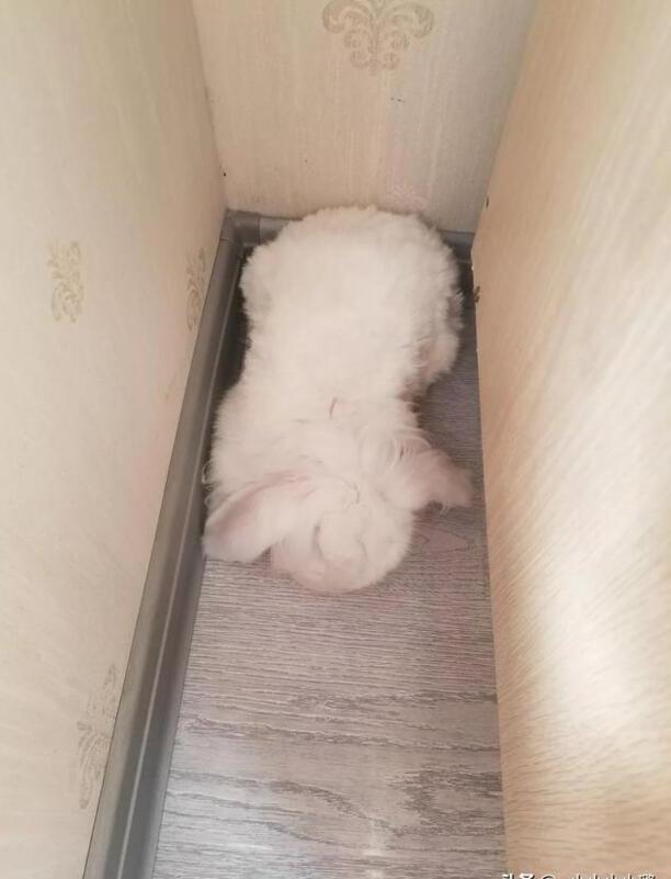 如何养兔子不臭,侏儒兔怎么养没味