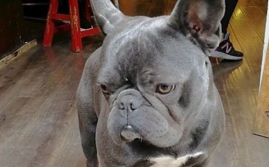 斗牛犬怎么玩,斗牛犬怎样训练