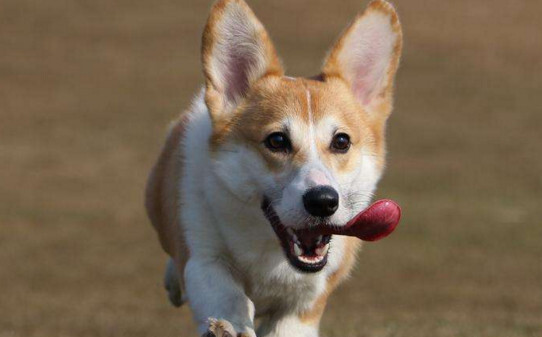 柯基犬如何训练才能听话-怎么训练柯基犬