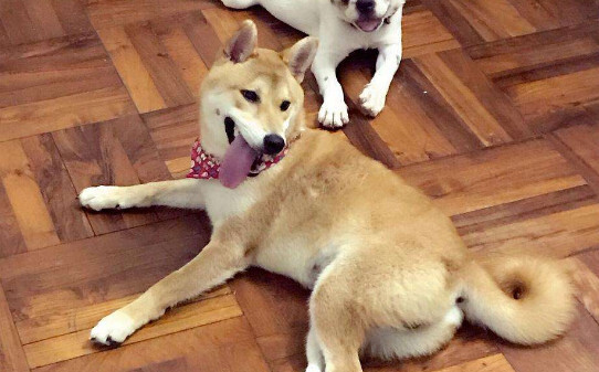 柴犬冬天掉毛非常严重怎么办,柴犬冬天可以室外养吗