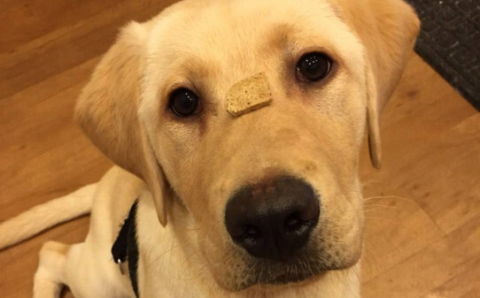 大拉布拉多训练方法,拉布拉多犬训练注意事项