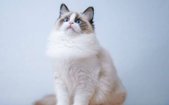 猫咪委屈哭了是什么表现-猫伤心会哭吗
