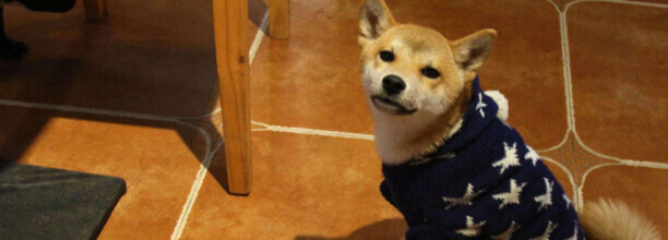 柴犬为什么喜欢钻在床底下-柴犬淘气吗
