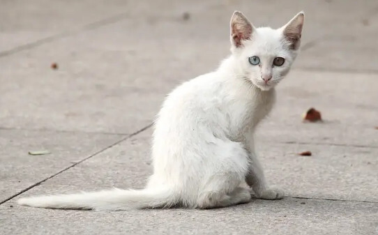 小奶猫可以喝纯牛奶吗,小奶猫能喝纯牛奶吗