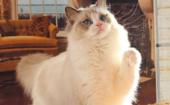 最贵的21种猫排名,五个名贵猫品种