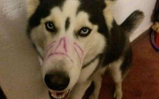 教你如何制止哈士奇幼犬晚上狂叫,哈士奇半夜叫制止方法 教你如何制止哈士奇幼犬晚上狂叫,哈士奇半夜叫制止方法