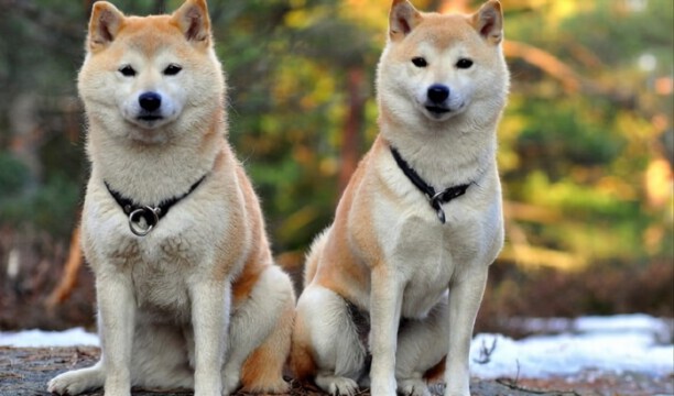 秋田犬的优点以及缺点,秋田犬怎么训练不乱吃东西 秋田犬的优点以及缺点,秋田犬怎么训练不乱吃东西