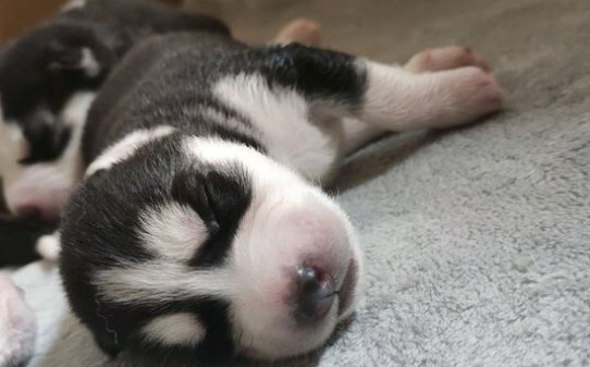 哈士奇成犬一般吃什么,哈士奇吃什么主食