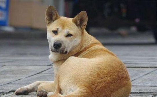 怎么让狗狗认窝,狗狗多大开始养认主人 怎么让狗狗认窝,狗狗多大开始养认主人