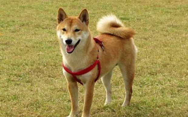柴犬的六个禁忌-柴犬饲养禁忌