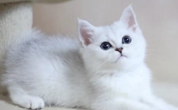 一只想飞的猫会干什么，小猫会干什么