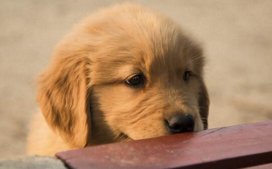 怎样训练金毛,金毛幼犬怎么训练 怎样训练金毛,金毛幼犬怎么训练