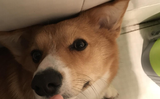 柯基太好动怎么训练-柯基犬的训练方法有哪些