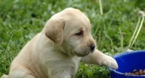 如何训练拉布拉多幼犬