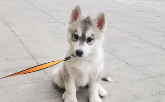 哈士奇幼犬的训练方法和步骤