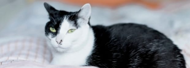 猫咪可以吃虾壳吗,猫能不能吃虾壳