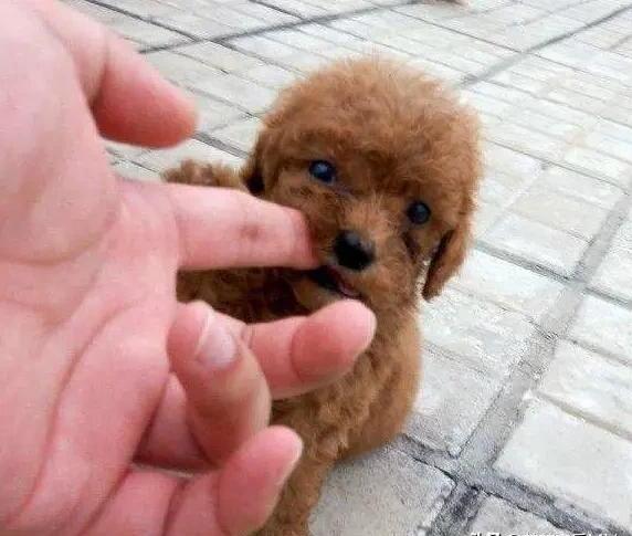 训练泰迪的十大技能,泰迪狗狗的训练方法