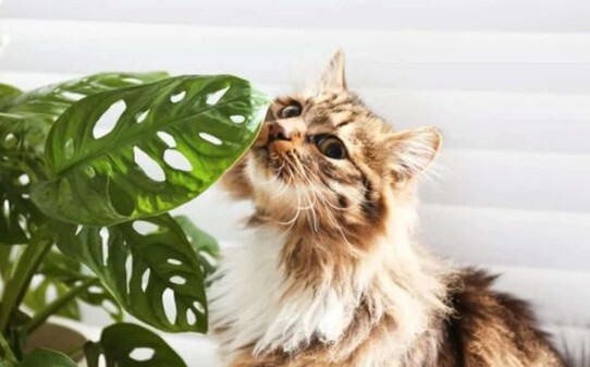 对猫咪有毒的植物有哪些,龟背竹对猫有毒吗