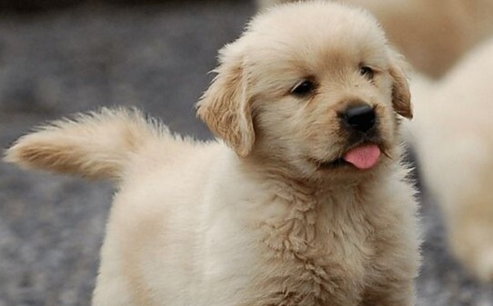 怎样训练金毛,金毛幼犬怎么训练 怎样训练金毛,金毛幼犬怎么训练