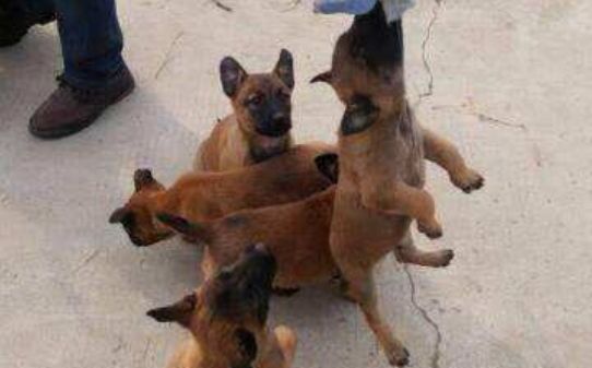马犬怎么训练坐立-训练马犬坐立的方法 马犬怎么训练坐立-训练马犬坐立的方法