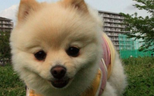 幼犬为什么不吃奶,小狗不吃奶一直叫唤